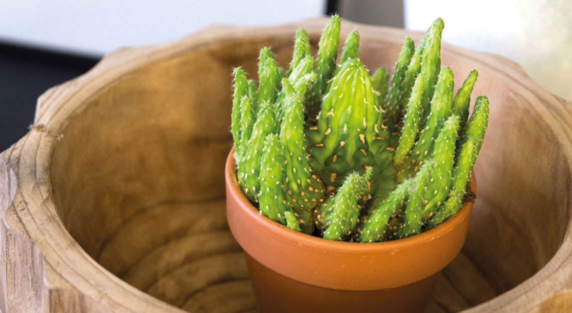 Groen in je huis bij Jansen Totaal Wonen