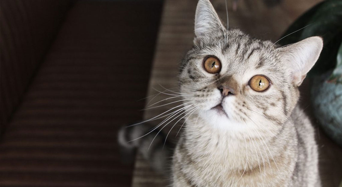 Binnenkijken bij Ronald en Sharona, bij Jansen Totaal Wonen