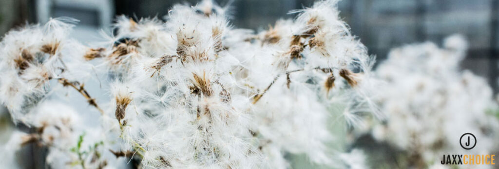 Pluimen JaxxChoice in de blog van Jansen Totaal Wonen